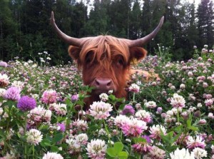 bull in nature weheartit