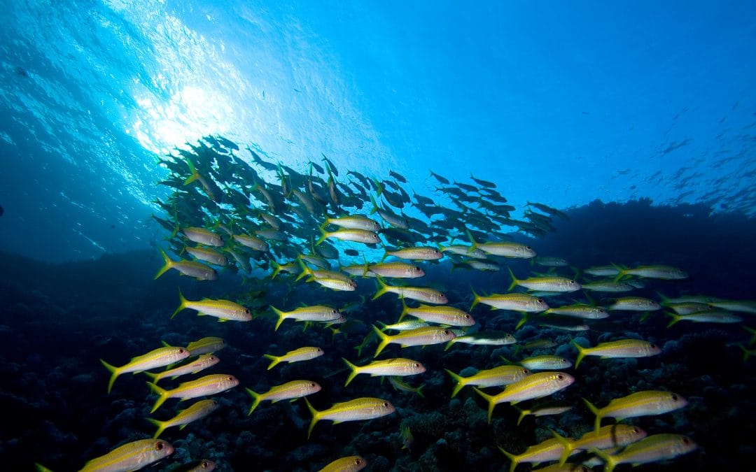 Pisces New Moon: The School of Not Knowing