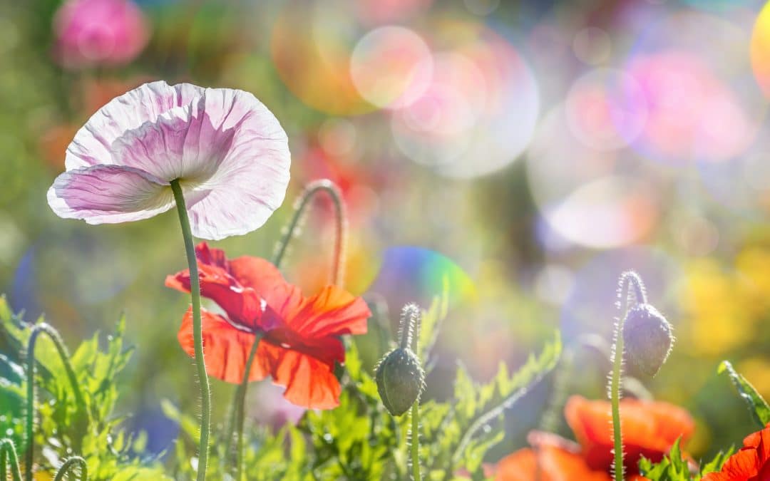 Aries New Moon: Waking Up